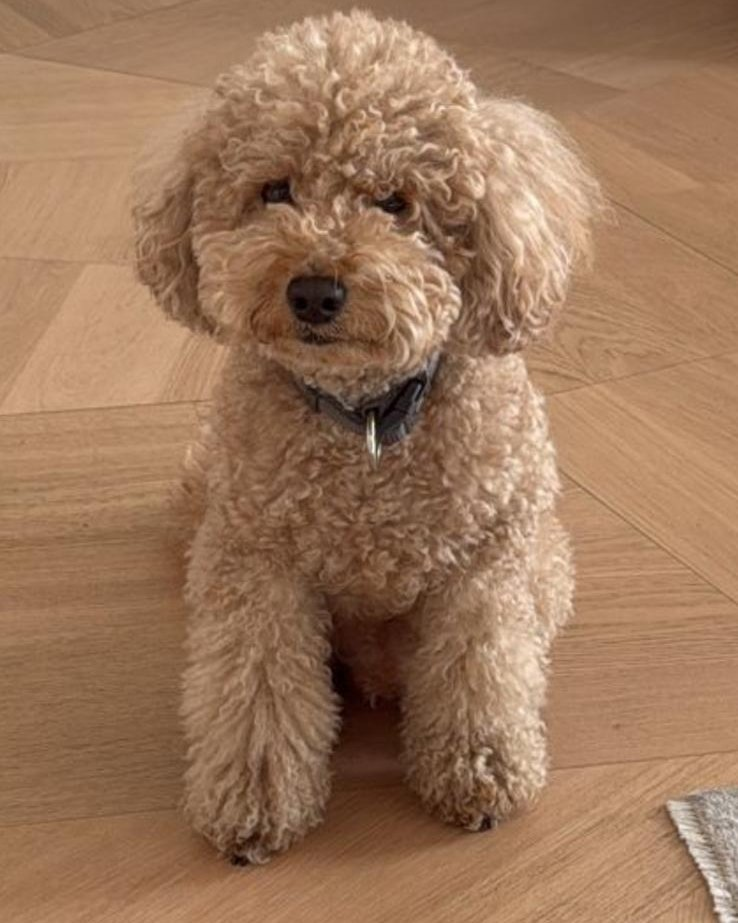 Cane DogDog